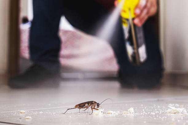 Best Spider Control Near Me  in Pembroke, NC